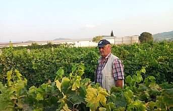Manisa Son Haber Yine Ses Getirdi! Üzüm Hırsızlarına Karşı Bekçi Atandı