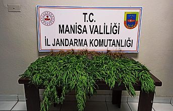 150 Kök Kenevir Bitkisi Ele Geçirildi