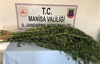 23 Kök Kenevir Bitkisine El Konuldu, 1 Kişi Gözaltına Alındı