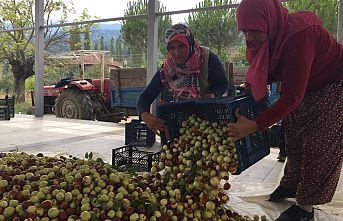 Hünnap Üreticilere Kazandırmaya Devam Ediyor