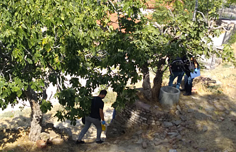 Son Dakika! İncir toplamaya çıktı, ağaçtan düştü can verdi