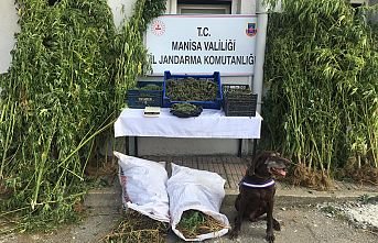 Piyasa değeri tam 23 milyon TL, 4867 kök kenevir bitkisi ve 85 kilogram kubar esrar ele geçirildi