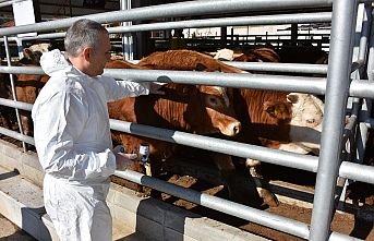 Şap Aşılama Kampanyası 1 Eylül’de Başladı