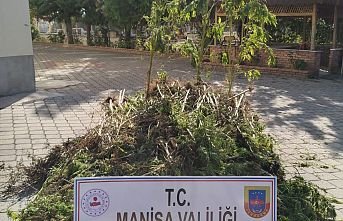 Son Dakika! 721 Kök Kenevire El Konuldu