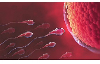 Sperm Sayısını Artıran 8 Önemli Besin