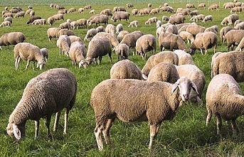Çiftçi yine hayal kırıklığına uğradı! 500 bin koyun dağıtacağız sözünü verdiler, 87 bin koyun dağıtabildiler