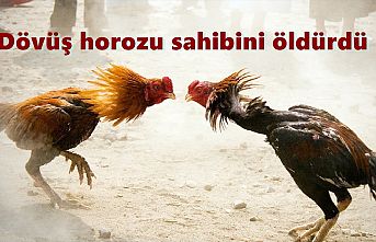 Dövüş horozu sahibini öldürerek cezalandırdı