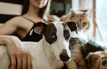 İnsan köpeği iki kez evcilleştirmiş