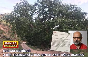 Demirci'deki 2 bin yaşındaki 3 ulu çınar anıt ağaç olarak tescillendi