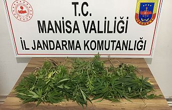 Yasadışı kenevir yetiştiren 3 kişi suçüstü yakalandı