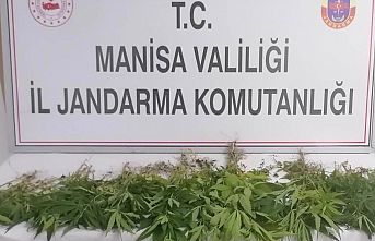 60 kök hint keneviri ele geçirildi