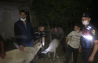 Koyun hırsızları ,hayvanların 2 tanesini silahla infaz etti, dereye attı