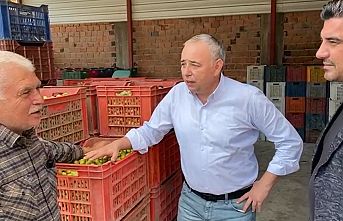 Sofralık Zeytine 1 Lira, Zeytinyağına 3 Lira Destek Verilmeli