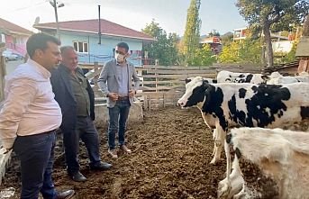 3000 Euro'ya İthal Edilen Hayvanlar Kesime Gidiyor