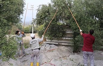 Zeytinler İhtiyaç Sahiplerine Aş Oluyor