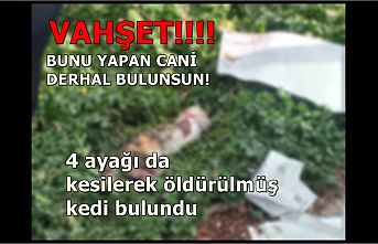 Ayakları Kesilerek Öldürülmüş Kedi Bulundu