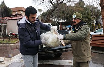 Yaralı Bulunan Tepeli Pelikan Tedavi Altına Alındı
