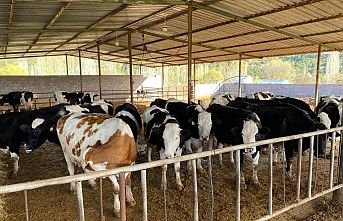 Tarımda Asıl Felaket Seneye, Hayvanlar Yem Vatandaş Et Yiyemeyecek