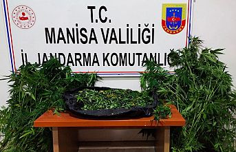 Uyuşturucu ve kenevir bitkisi ele geçirildi
