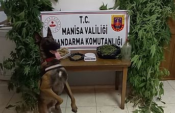 Evlerinin bahçesine kaçak kenevir ekmişler! Jandarma affetmedi