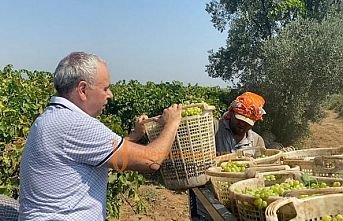 Kuru Üzüm Fiyatında Hayal Kırıklığı