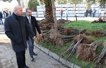 Üreticilerin Meyve Fidanları Büyükşehir’den