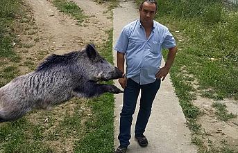 Mezar ziyareti sırasında yaban domuzlarının saldırısına uğradı hayatını kaybetti