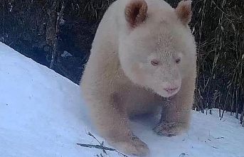 Dünyanın ilk albino pandası kameralara yakalandı