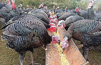 Çekirge istilasına karşı çözüm : Hindi