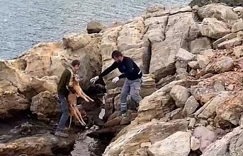 Denize düşen köpek kurtarıldı
