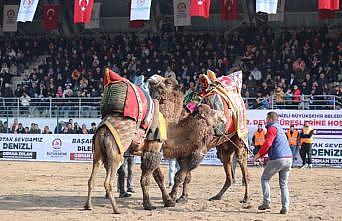 Deve güreşleri nefes kesecek