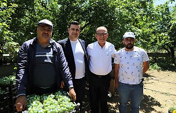 Turgutlu Belediyesinden “En Güzel Erik Yarışması”