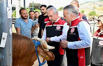 İzmir hayvan pazarları Kurban Bayramı'na hazır