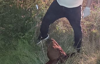 Yılkı Atına 5 Saat Süren Tedavi
