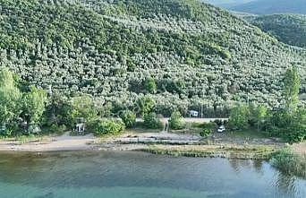 Bursa İznik’in zeytin tarlaları ilçeye renk katıyor