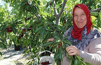 Bursa Keles Kirazı'nda ilk hasat etkinliği