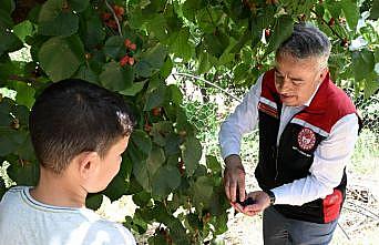 İzmir Tire’de karadut hasadı