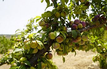 Meyve Bahçesinde Hasat Başladı