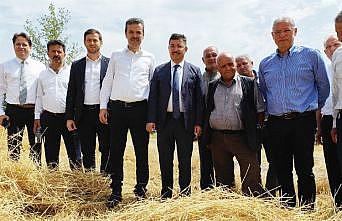 Mudanya'da yeni çeşit buğdaylara hasat