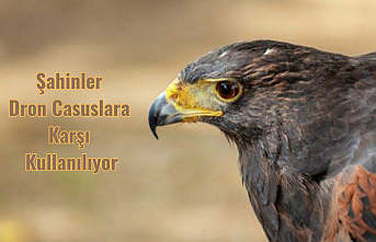 Şahinler Dron Casuslara Karşı 
