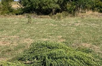 300 kök kenevir ele geçirildi