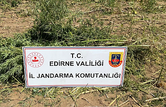 5600 kök kenevir ele geçirildi
