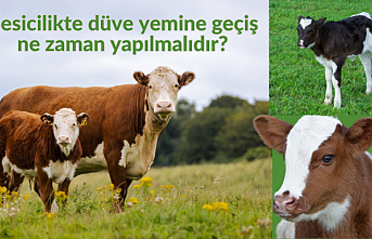 Besicilikte düve yemine geçiş ne zaman yapılmalıdır?