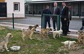 Hayvanları Koruma Kanunu 'Resmi'leşti!