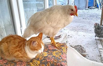 Hayvanların dostluğundan örnek alınacak görüntüler
