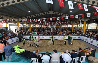Küçükbaş Hayvancılık Festivali için geri sayım başladı