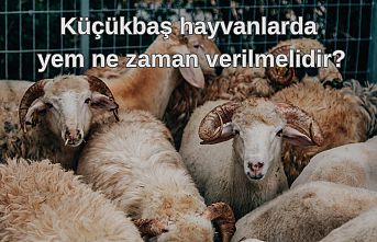 Küçükbaş hayvanlarda yem ne zaman verilmelidir?