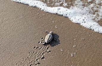 Mavi gönüllüleri Caretta Caretta’ları Akdeniz’le buluşturuyor
