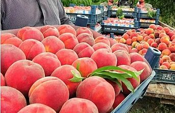 Şeftalide ihracat oranı yükseliyor