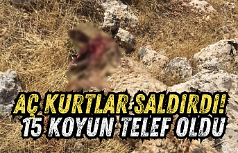 Aç kurtlar saldırdı! 15 koyun telef oldu